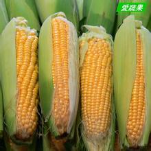 山东莘县甜玉米再有45天上市 提前预售