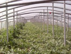 山东定陶西瓜8424已成熟 现寻找长期商家