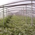 山东定陶西瓜8424已成熟 现寻找长期商家