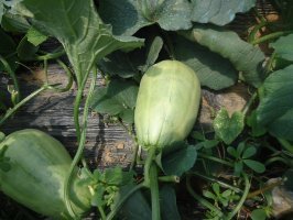 山东沂南甜瓜产地供应基地批发价格