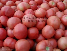 河南延津粉红西红柿基地