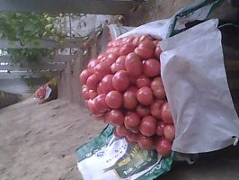 山东禹城硬粉西红柿种植基地 硬度高