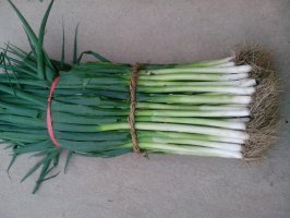 供应山东岱岳铁杆大葱：范镇赵梅