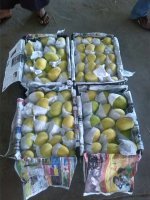 云南瑞丽红象牙芒个头大 按要求装箱