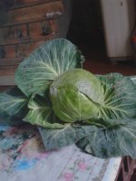 河南新野甘蓝：南关