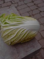 河南新野菊锦春白菜刚刚