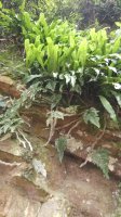 2014年广西荔浦猴姜价格