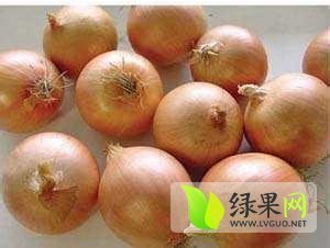 河南新野黄皮洋葱：南关蔬潘文明