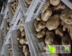 山东惠民7月中旬供应万亩荷兰十五土豆