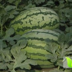 甘肃靖远旱沙地种植上万亩西瓜