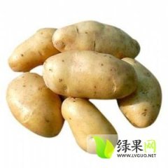 山东肥城荷兰十五土豆产地种植数十万亩