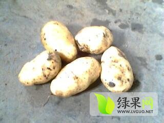 2014年山东泗水早大白价格