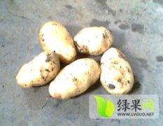 山东泗水产地种植土豆三千多亩 价格1.6-1.8元