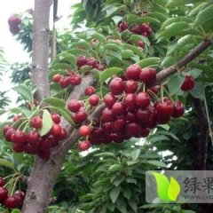 山东蒙阴红灯大樱桃五一前后大量上市