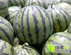 江苏产地供应西瓜品种大小一应俱全