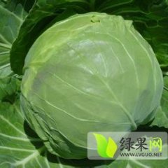 北京中甘21甘蓝到6月份上市 可预定了