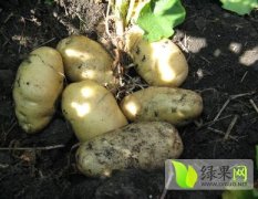 我合作社常年种植荷兰七号等品种土豆