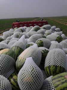 新疆呼图壁西瓜今年种植面积三万亩
