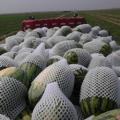 新疆呼图壁西瓜今年种植面积三万亩