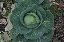 湖南君山中甘21甘蓝300-500/亩