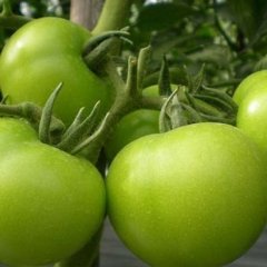 大量求购青西红柿