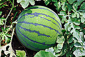 安徽怀远大棚西瓜预计将在5月1全面上市