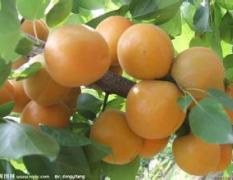 山东蒙阴温室种植金太阳杏5月开始供应