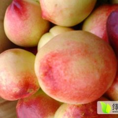 千亩大棚、露天油桃成熟了