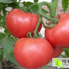 山东安丘西红柿日上货量5000斤