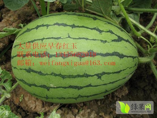 2014年山东寒亭早春红玉价格