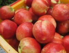广西恭城四月将有大量油桃、黄桃上市