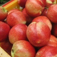 广西恭城四月将有大量油桃、黄桃上市