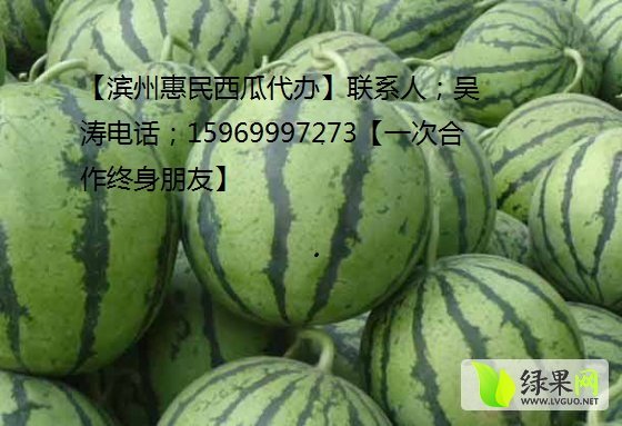2014年山东惠民高亢八号价格