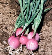 山东郯城紫皮洋葱：红花乡谢飞虎