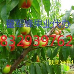 陕西大荔冷棚油桃，露地金太阳杏换代提早上市