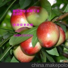 陕西大荔中油12号：范家镇钰苗