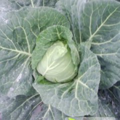 河南新野润玉甘蓝：新甸铺岳占良