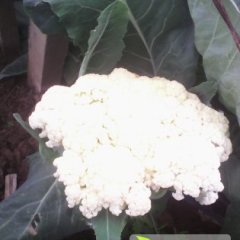 河南汤阴松花菜：白营村李志民