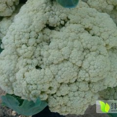 河南虞城白面青梗松花菜：李老家金冶