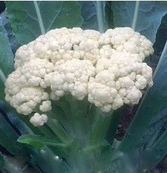 山东泗水白面青梗松花菜：中册镇杨玉同