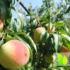 河北饶阳白桃货源基地