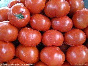 河北饶阳金鹏圣冠西红柿 大量供应
