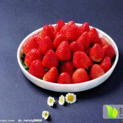 河北清苑万亩丰香草莓5月上市