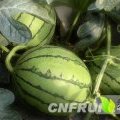江苏东台4到7月开始供应西瓜
