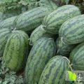 广西江洲2015年西瓜种植面积越做越大