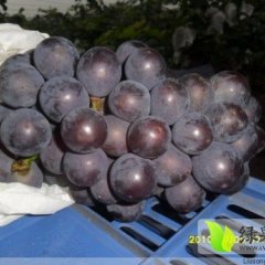 湖北公千亩安京亚葡萄7月成熟