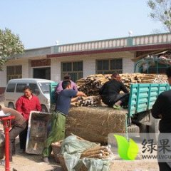 出售2014年库存灌沟种植的日本白山药