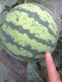 上海8424西瓜：新场镇王良