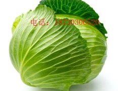 河北蔚县供应大量旱地大白菜