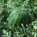 河北清苑西瓜种植面积 品种上市时间介绍